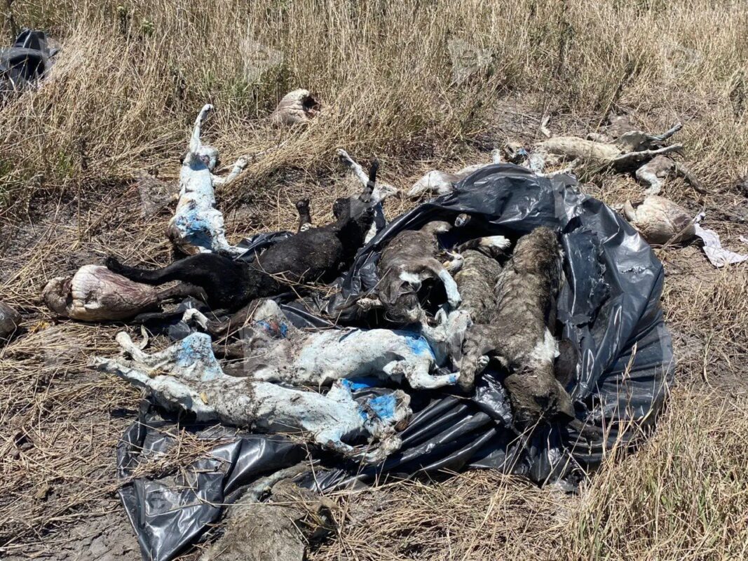 Tráiler accidentado transportaba 4 toneladas de perros y gatos muertos; la unidad chocó contra un autobús en la carretera Matamoros-Victoria.