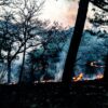 Intenso calor incrementa 45% los incendios forestales en México.