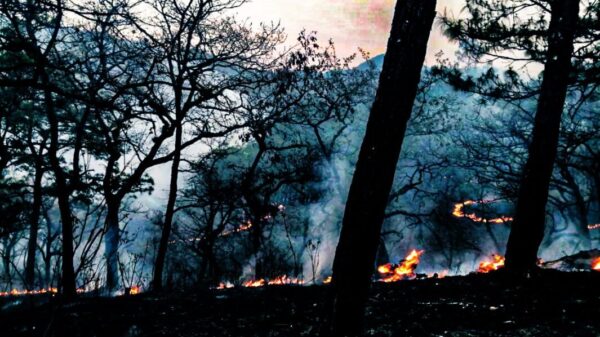 Intenso calor incrementa 45% los incendios forestales en México.