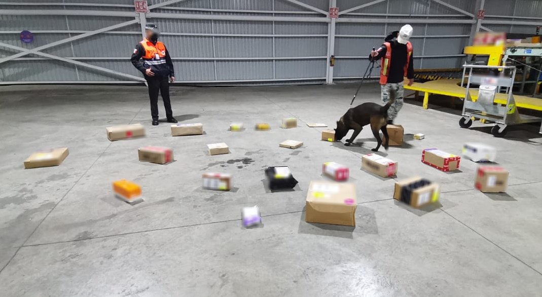 Decomisan galletas, gomitas y dulces de tamarindo con marihuana; el operativo se llevó cabo en una empresa de paquetería.