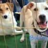 Se salvaron de taqueros desalmados, ahora perritos buscan hogar