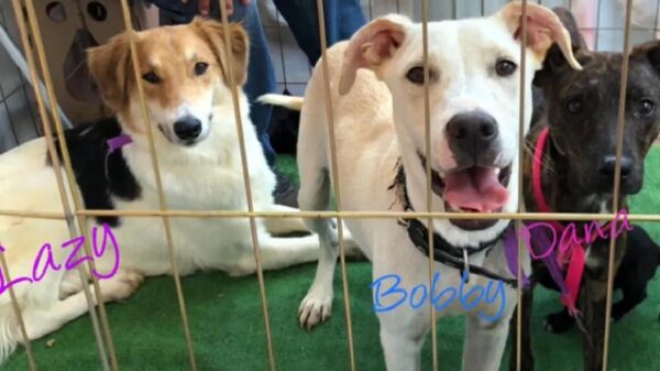 Se salvaron de taqueros desalmados, ahora perritos buscan hogar