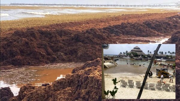 Sargazo se apodera de playas de Quintana Roo