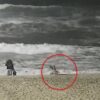 VIRAL: Ataca coyote a una niña en playa de California (VIDEO).