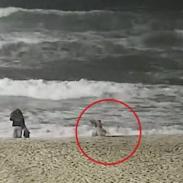 VIRAL: Ataca coyote a una niña en playa de California (VIDEO).