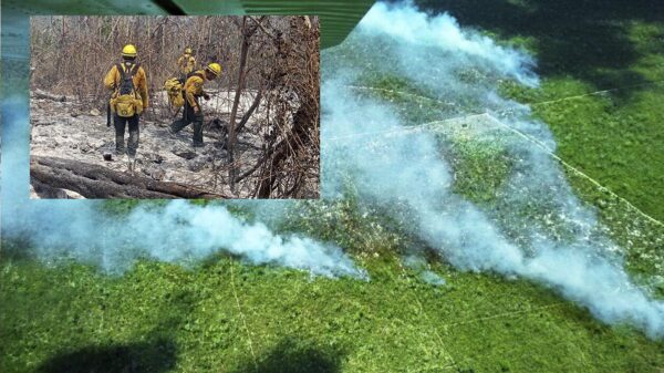 Ha quedado extinto el fuego forestal en 7 mil 554 hectáreas en Quintana Roo