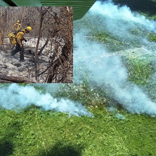 Ha quedado extinto el fuego forestal en 7 mil 554 hectáreas en Quintana Roo