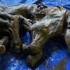 Hallan momia de mamut, “el hallazgo más completo” de la era del hielo