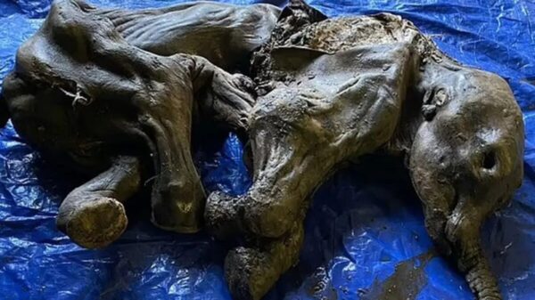 Hallan momia de mamut, “el hallazgo más completo” de la era del hielo