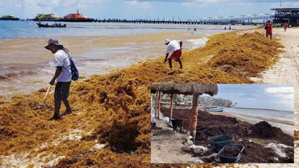 Vuelve el sargazo a invadir playas de Quintana Roo