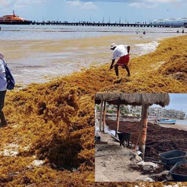 Vuelve el sargazo a invadir playas de Quintana Roo