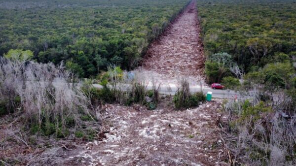 Fonatur: no existe una MIA general para el Tren Maya