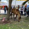 Caballo choca contra dos vehículos en la Ruta 5 de Cancún (VIDEO).