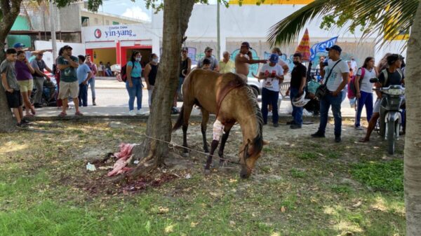 Caballo choca contra dos vehículos en la Ruta 5 de Cancún (VIDEO).
