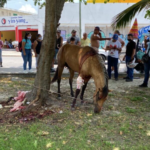 Caballo choca contra dos vehículos en la Ruta 5 de Cancún (VIDEO).