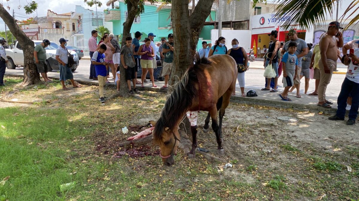 Caballo choca contra dos vehículos en la Ruta 5 de Cancún; el animal corría desbocado sobre la Lombardo Toledano.