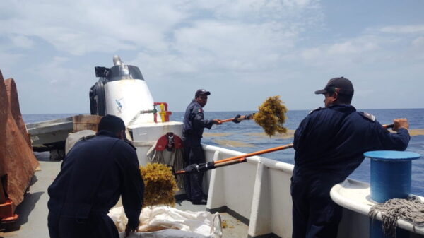Disminuye 200% los recales de sargazo a las costas de Quintana Roo.