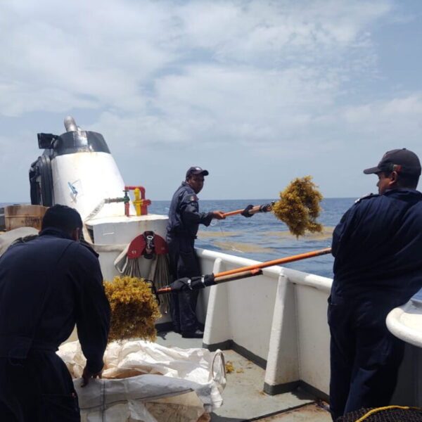 Disminuye 200% los recales de sargazo a las costas de Quintana Roo.