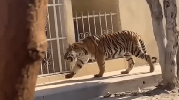 VIRAL: Les pareció ver un lindo ‘gatito’ en pueblo de Nayarit.