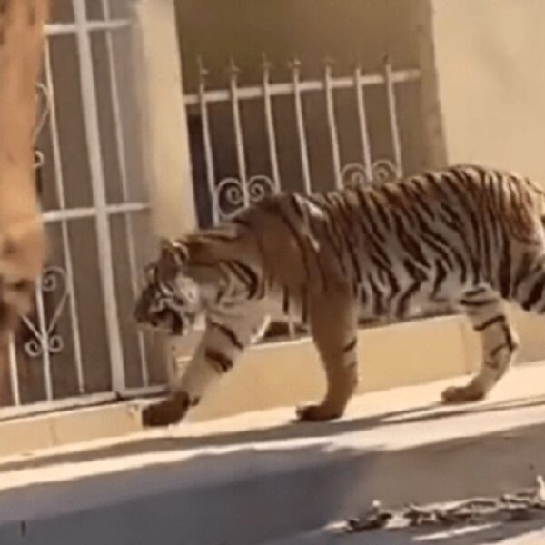 VIRAL: Les pareció ver un lindo ‘gatito’ en pueblo de Nayarit.