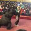Oso de circo enfurece y ataca a domador
