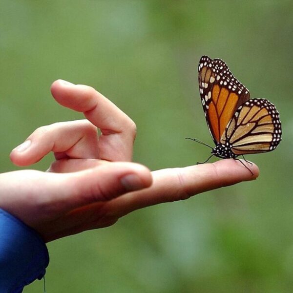 Declaran a la mariposa Monarca en peligro de extinción