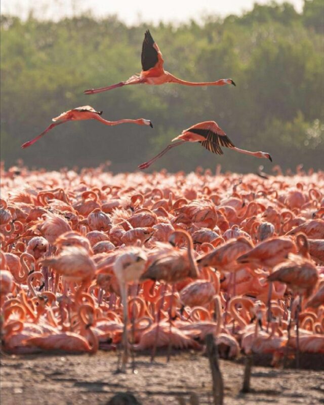 La Secretaría de Desarrollo Sustentable estatal informó que el ave migratoria llegó este año a la reserva de Ciénagas y Manglares, en el Puerto San Crisanto, y no a la biosfera Ría Lagartos, donde regularmente arriba. Por ello, desplegó un plan especial de protección al flamenco americano para garantizar su reproducción.