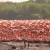 Anidan 20 mil flamencos en Yucatán