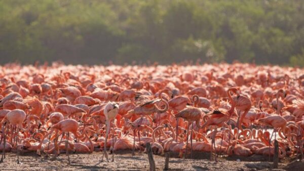 Anidan 20 mil flamencos en Yucatán