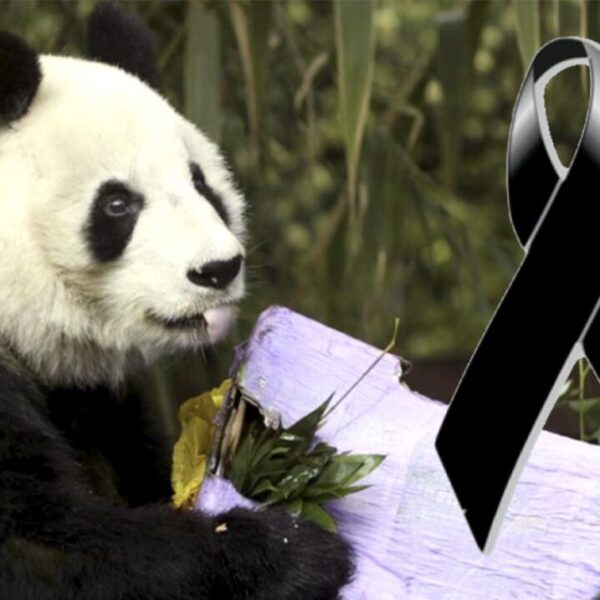 Muere Shuan Shuan, la panda gigante mas longeva de México