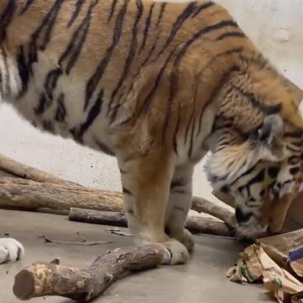 Muere tigre por covid-19 en zoológico de Estados Unidos