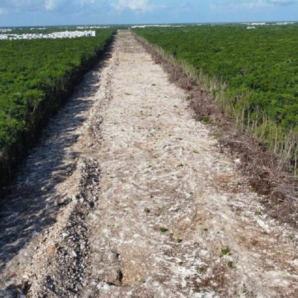 “Hay ‘chicanadas’ en demandas de amparo por Tramo 5 del Tren Maya”