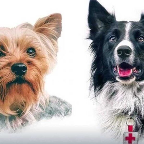 Declaran culpable a asesino de Athos y Tango, dos perros rescatistas.