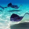 Preocupan en Yucatán continuos ataques de mantarrayas