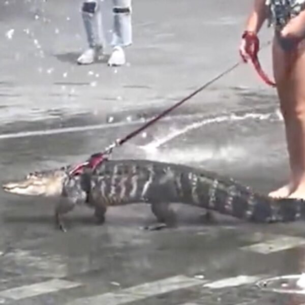 A falta de perro, niña pasea a caimán como mascota