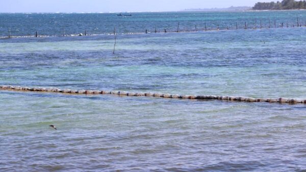 Las acciones de atención al sargazo se realizan a diario y entre todos: Carlos Joaquín