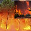 Incendio forestal devasta suroeste de Francia