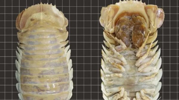 Descubren isópodo gigante de aguas del Golfo de México