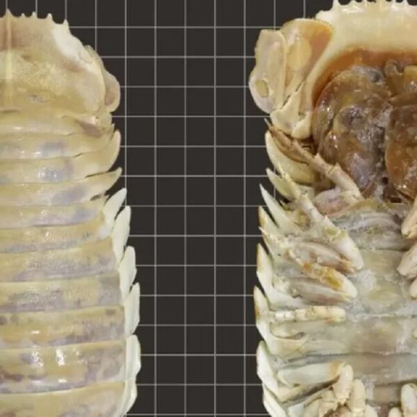 Descubren isópodo gigante de aguas del Golfo de México