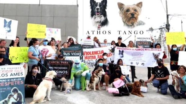Animalistas de fiesta, logran 10 años de sentencia a asesino de perritos