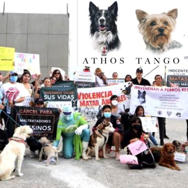 Animalistas de fiesta, logran 10 años de sentencia a asesino de perritos