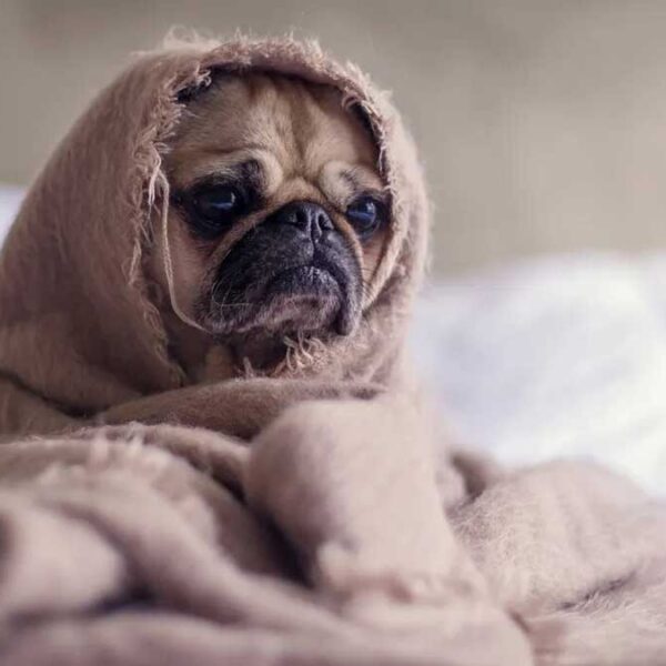 ¿Los perros también puede llorar de felicidad?