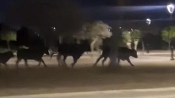 Detectan "pamplonada" salvaje en ciudad de Nuevo León