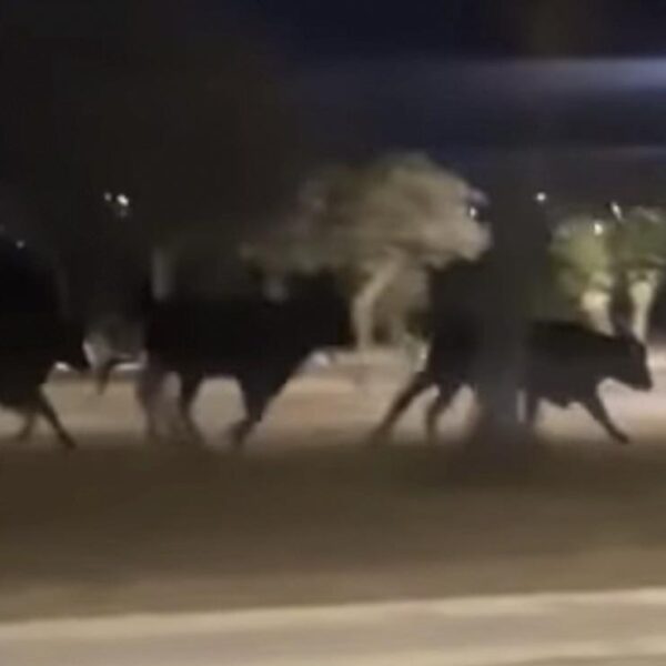 Detectan "pamplonada" salvaje en ciudad de Nuevo León