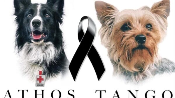 Juicio histórico en México podría traer justicia a dos perritos