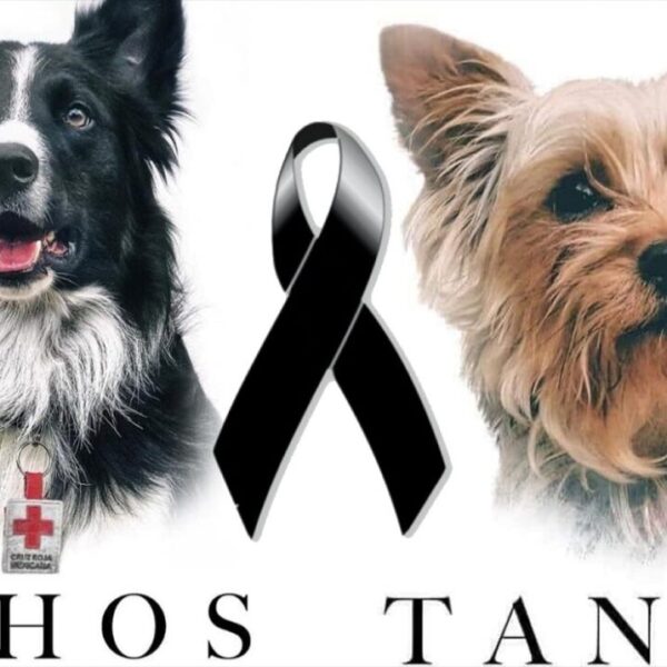 Juicio histórico en México podría traer justicia a dos perritos