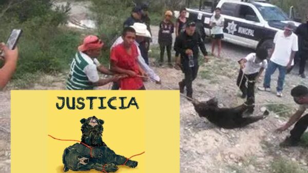 Por muerte de osezno en Coahuila, suspenden a 5 policías