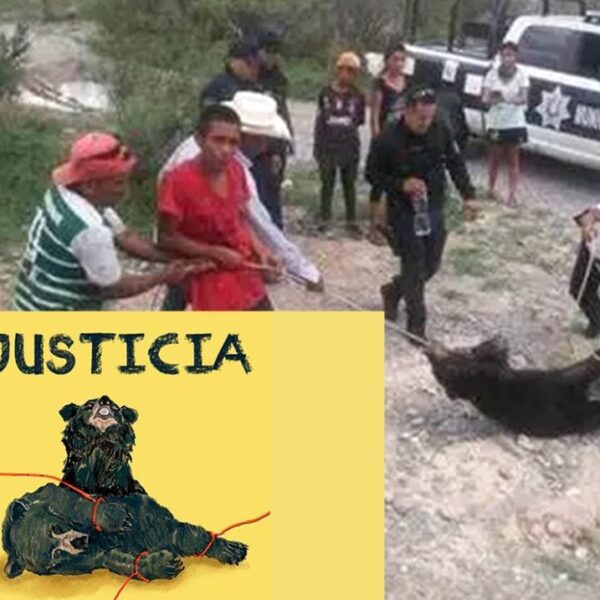 Por muerte de osezno en Coahuila, suspenden a 5 policías