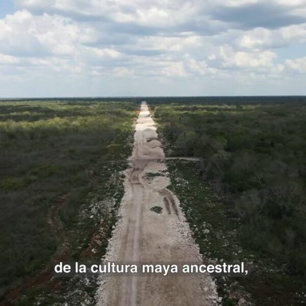 Admite juez amparo de Greenpeace para tramo 5 del Tren Maya