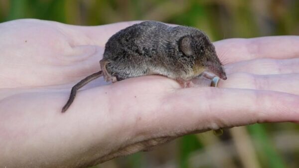 Nuevo virus detecta China; 35 infectados por Henipavirus